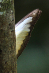 Appias lyncida eleonora