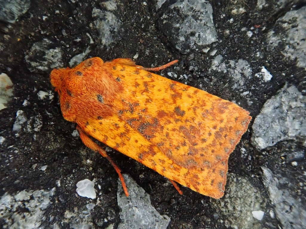 Conistra castaneofasciata