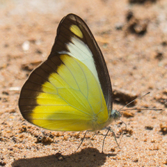 Appias lyncida eleonora