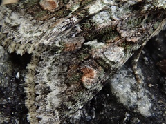 Dryobotodes intermissa