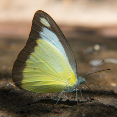 Appias lyncida eleonora