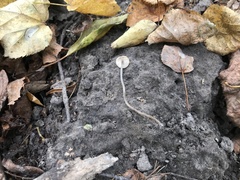 Mycena vitilis