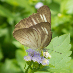 Appias lyncida eleonora