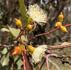Eucalyptus incrassata