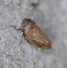 Aphrodini