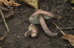 Lepiota fuscovinacea