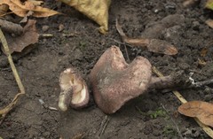 Lepiota fuscovinacea
