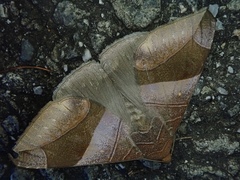 Bastilla maturata