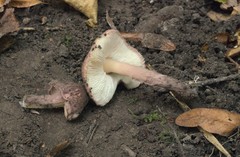 Lepiota fuscovinacea