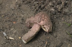 Lepiota fuscovinacea