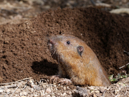 Fulvus Pocket Gopher