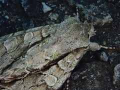 Meganephria extensa