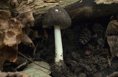 Pluteus ephebeus