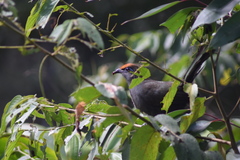 Coua reynaudii
