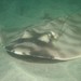 Banded Guitarfish - Photo (c) Stefanie, some rights reserved (CC BY-NC), uploaded by Stefanie
