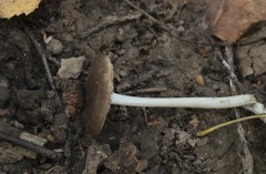 Pluteus phlebophorus