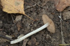 Pluteus phlebophorus