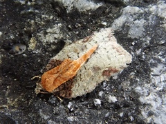 Acleris nigriradix