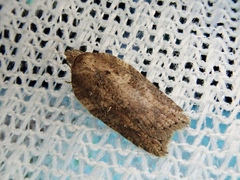 Acleris submaccana