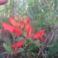 Lamourouxia multifida