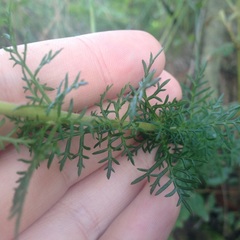 Lamourouxia multifida