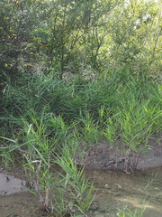 Phragmites japonicus