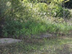 Phragmites japonicus
