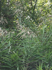 Phragmites japonicus