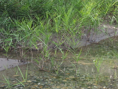 Phragmites japonicus