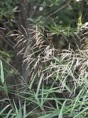 Phragmites japonicus