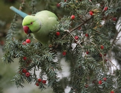 Psittacula krameri manillensis