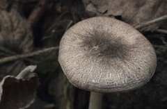 Pluteus ephebeus