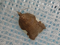 Acleris caerulescens