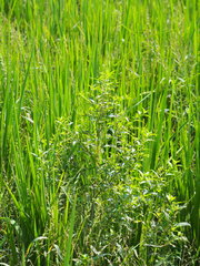 Ludwigia hyssopifolia