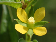Ludwigia hyssopifolia
