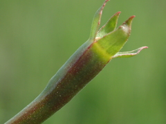 Ludwigia hyssopifolia
