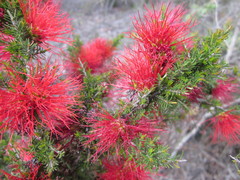 Melaleuca cyrtodonta