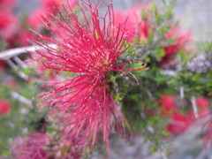 Melaleuca cyrtodonta
