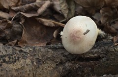 Agaricus semotus