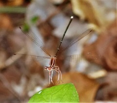 Pseudocopera ciliata