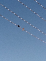 Hirundo neoxena