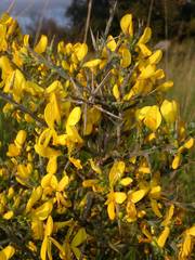 Genista scorpius