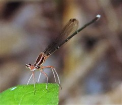 Pseudocopera ciliata