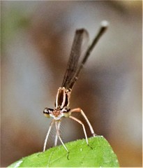 Pseudocopera ciliata