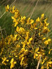Genista scorpius