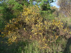 Genista scorpius