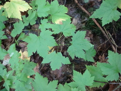 Ribes americanum