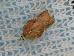 Acleris delicatana