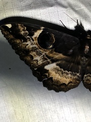 Erebus terminitincta