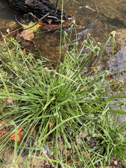 Cyperus hortensis